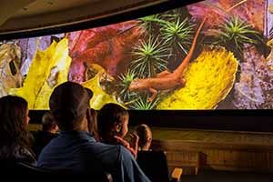 Audience watching documentary in Flammer Theater