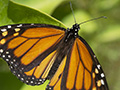 Closeup of butterfly