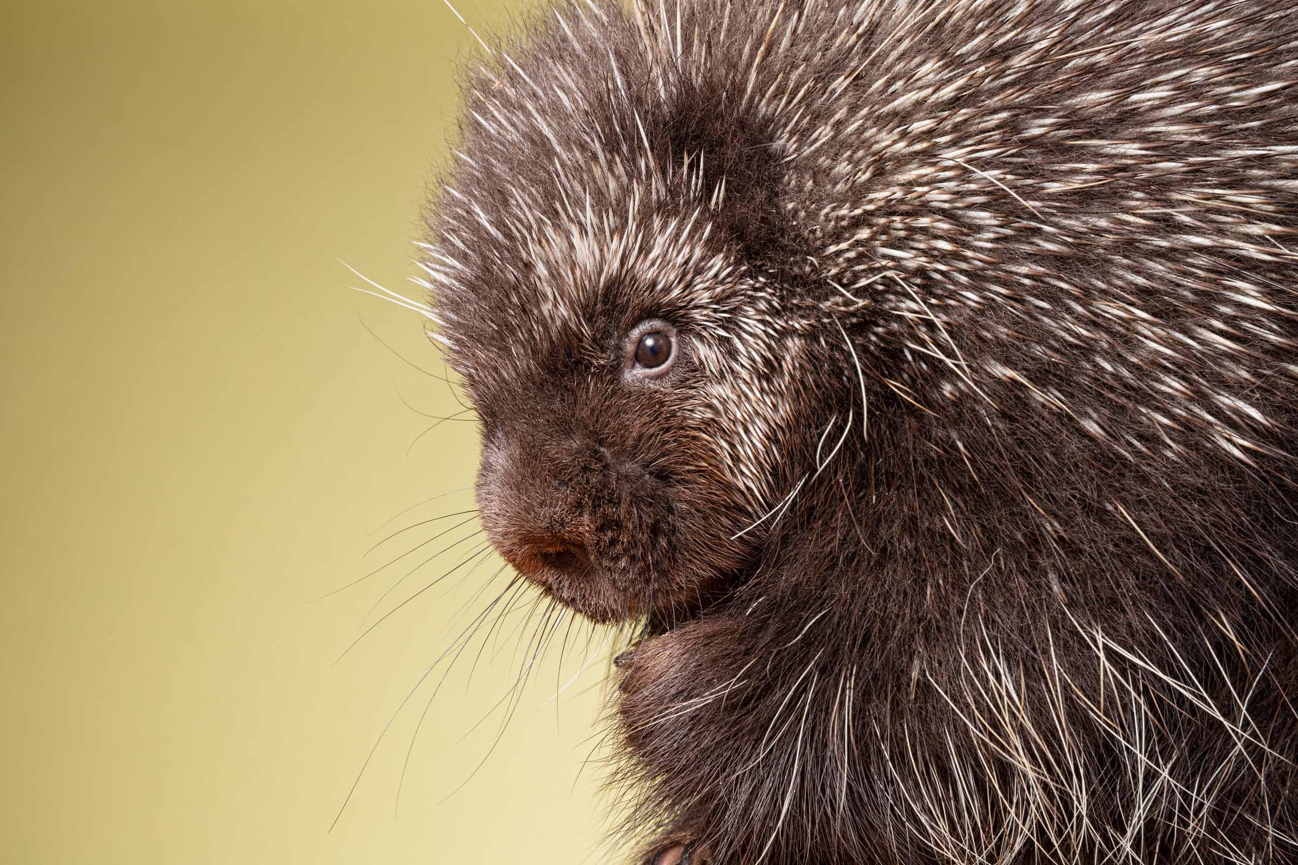 Closeup of Porcupine