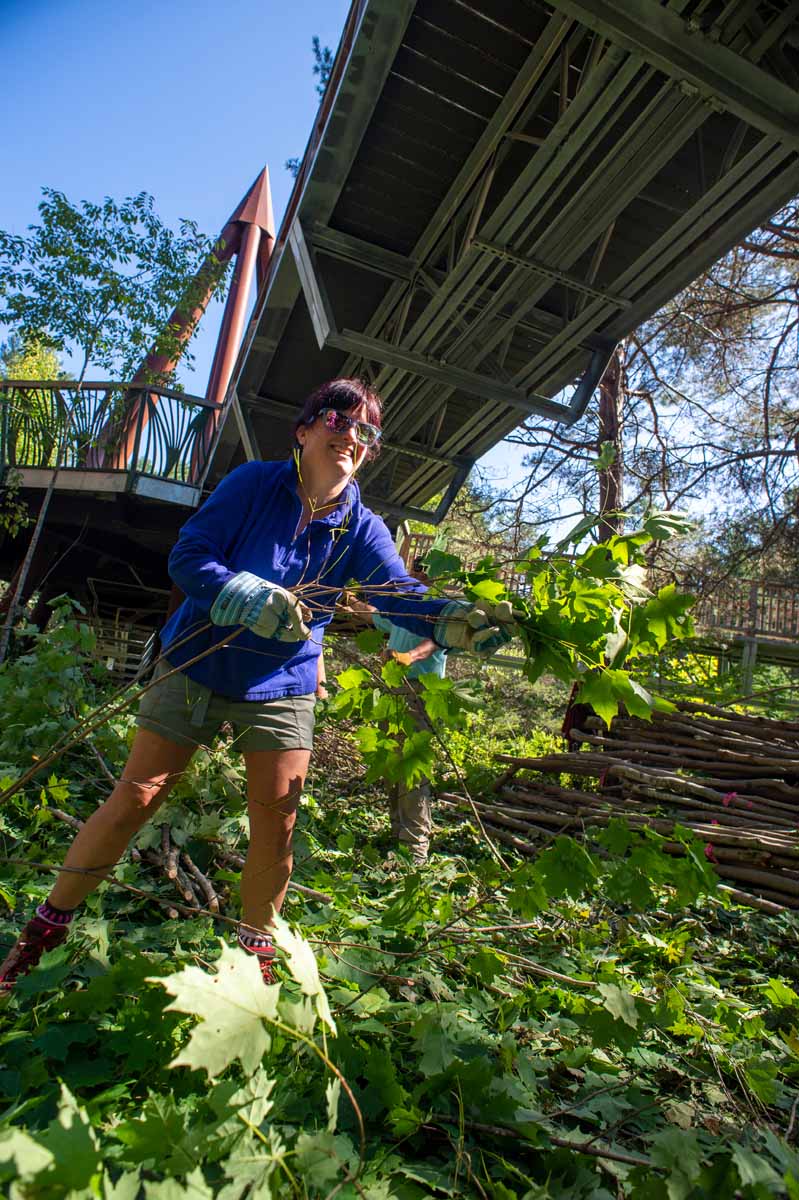 Woman collecting sticks to help construct stickwork