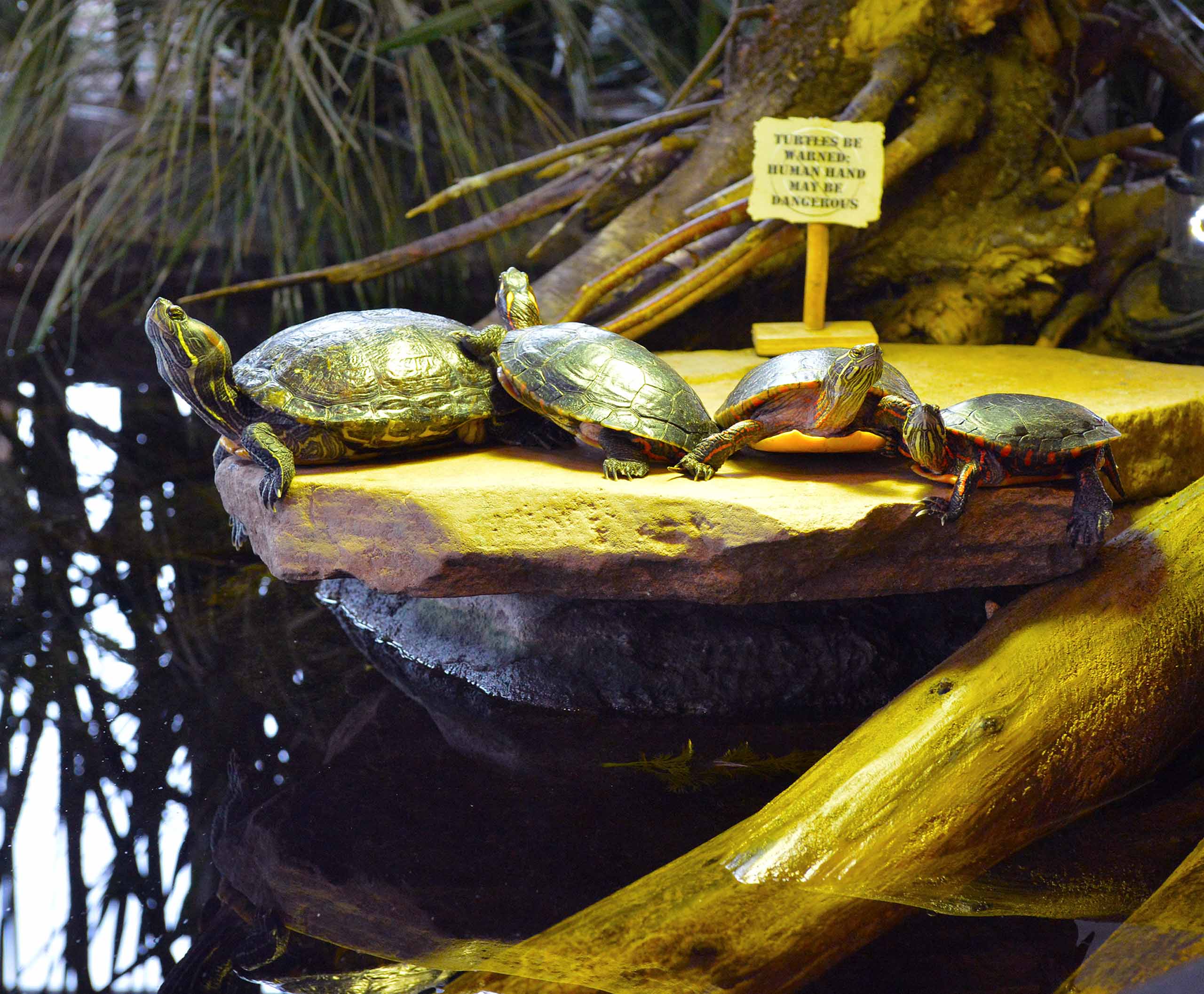 Four turtles on a rock next to water