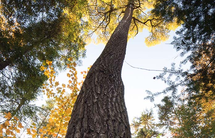 View from forest floor of trees