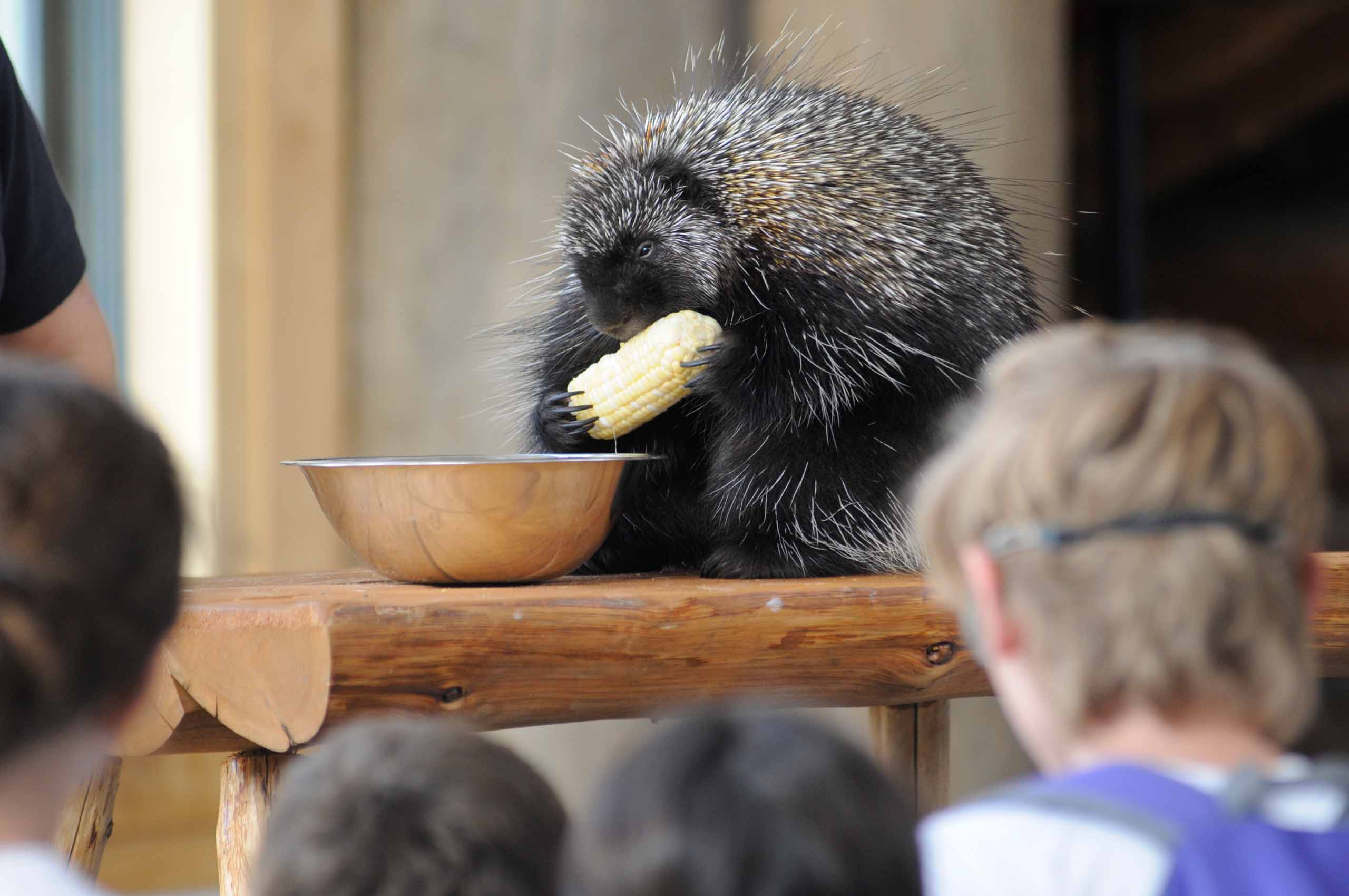 Porcupine eating corn on the cob while children observe