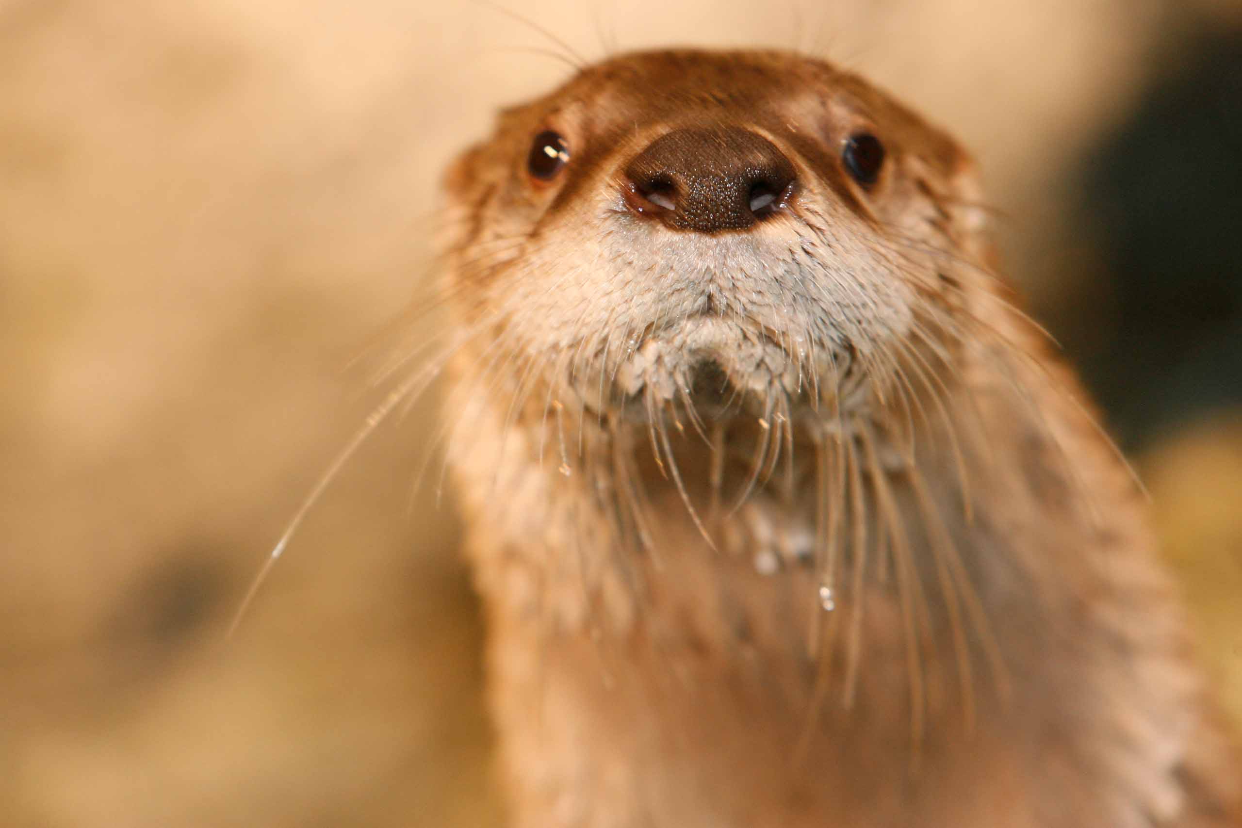 Close-up of otter with with wet face