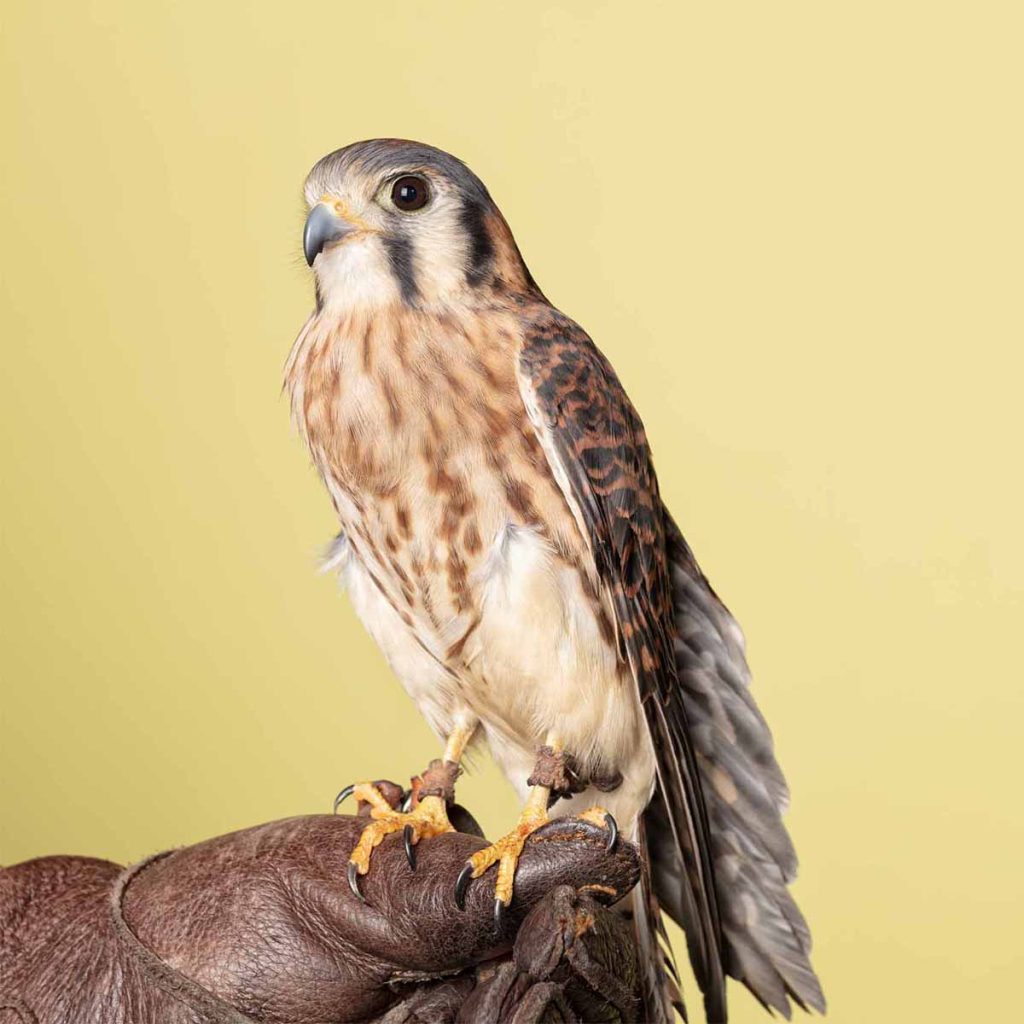 American Kestral on handler's glove