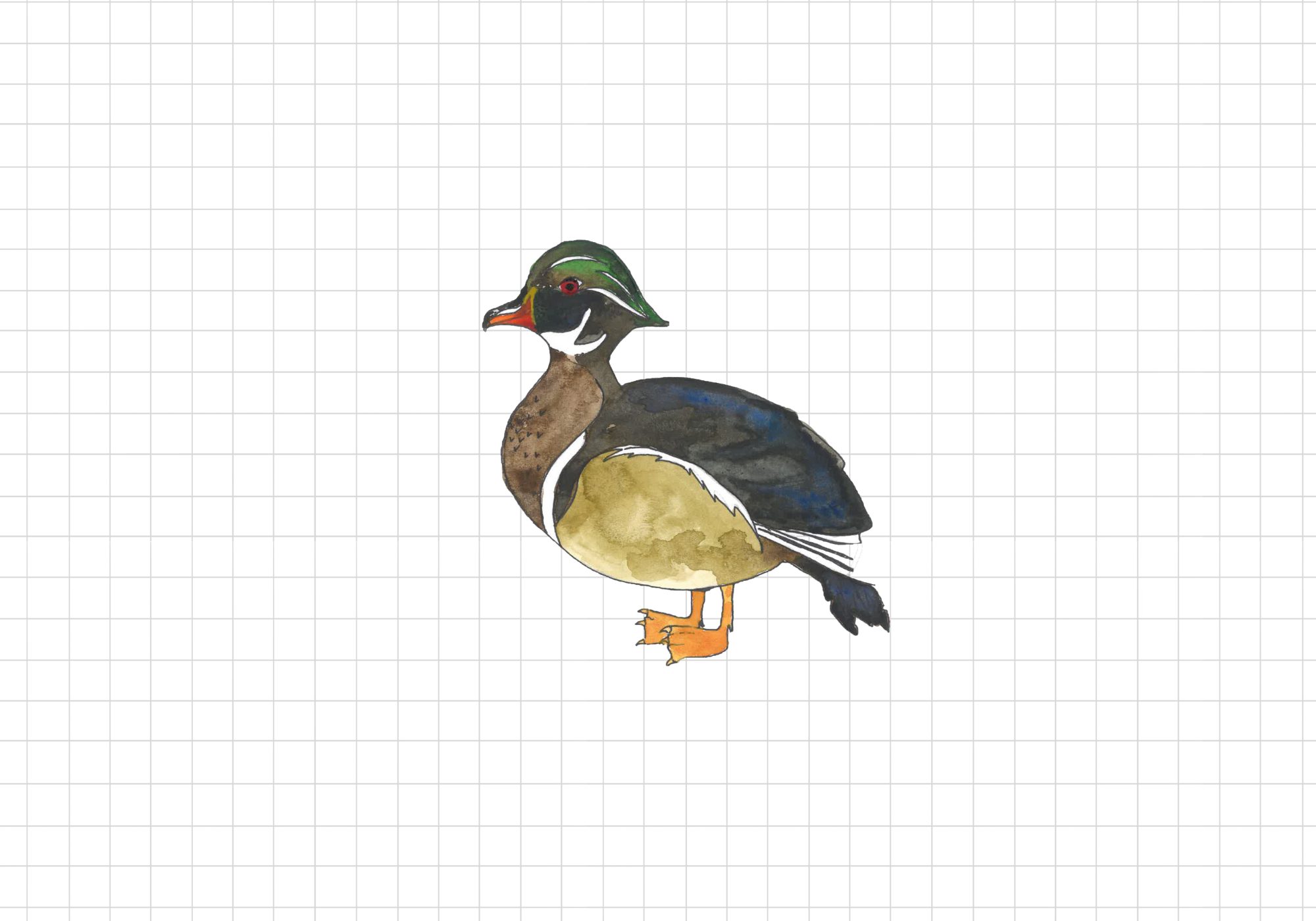 Mallard illustration