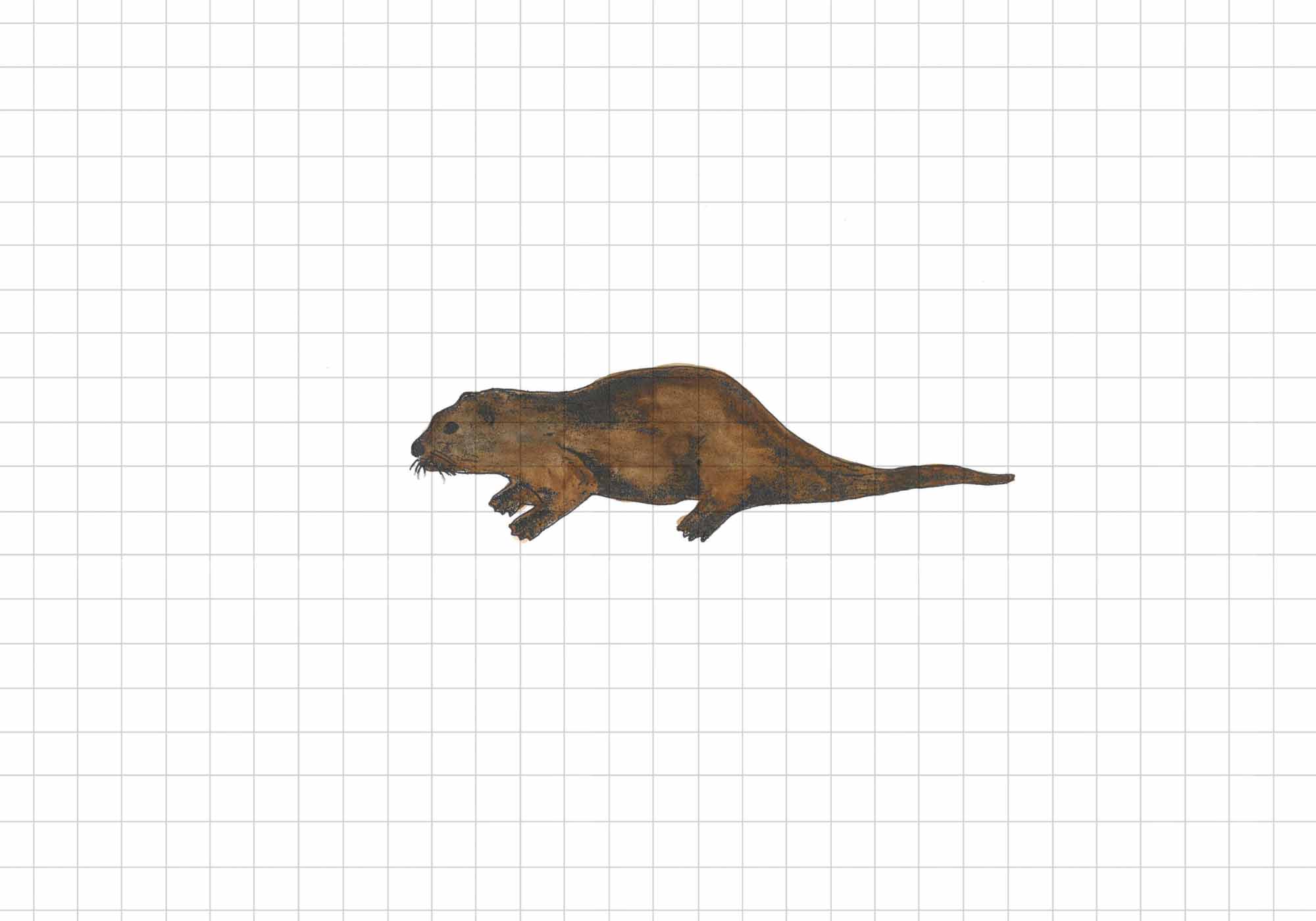 Otter illustration