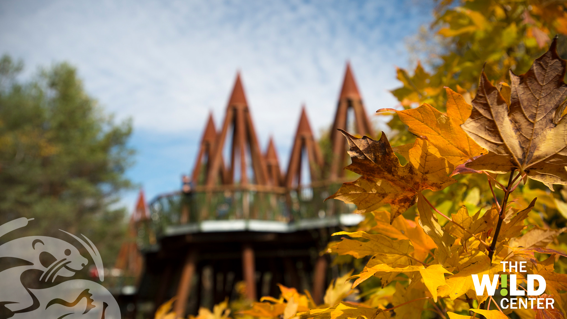 Closeup of autumn leaves with Wild Walk in background