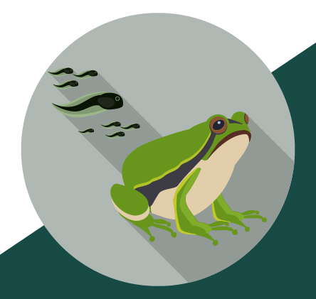 Tadpole and frog illustration