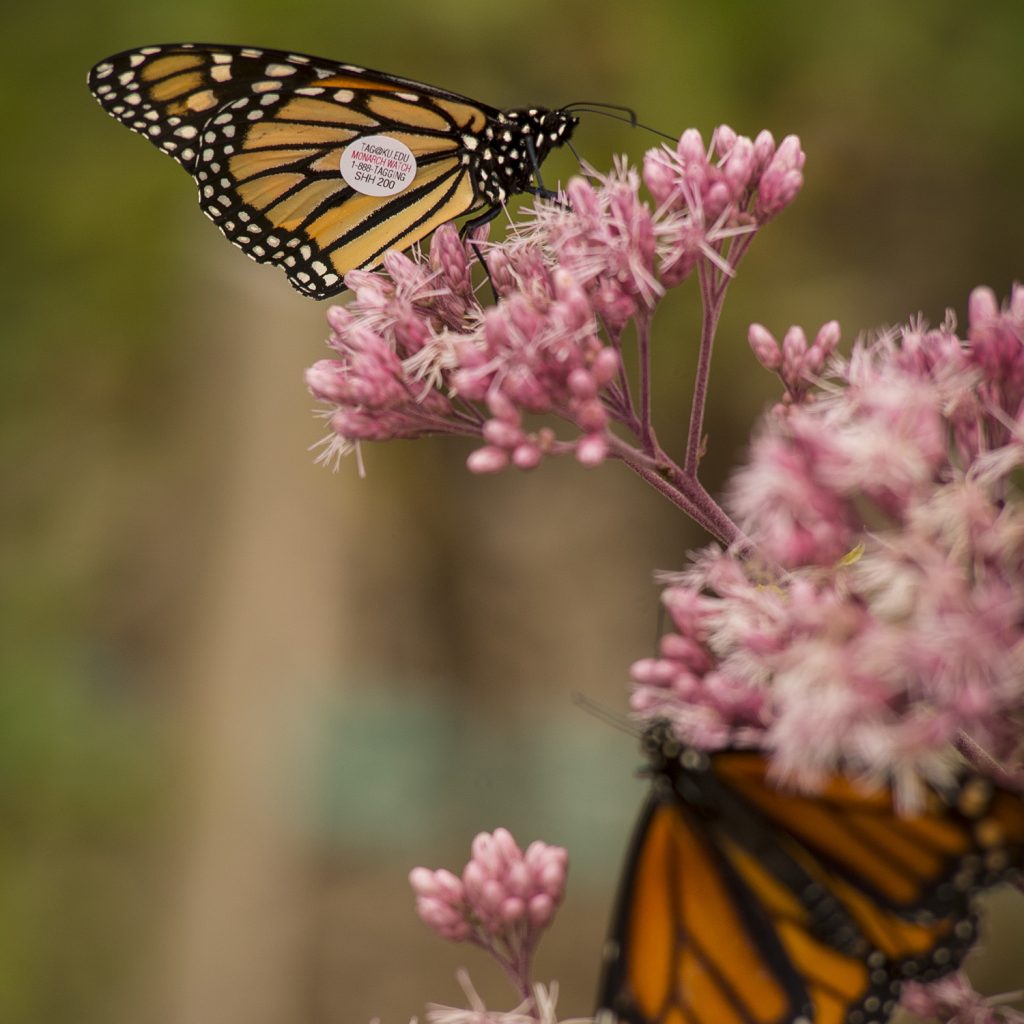 Tagged monarch butterfly on flower