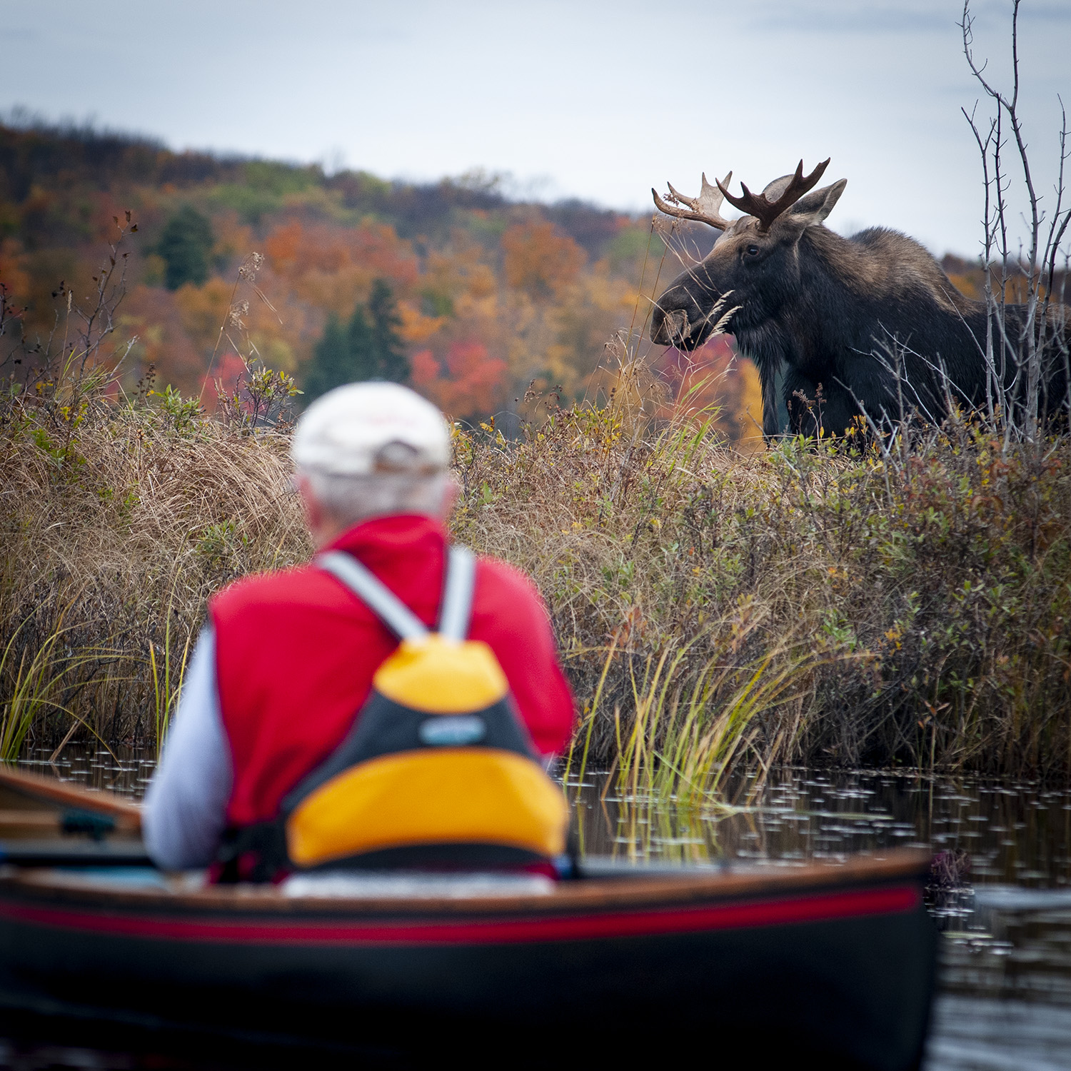 Man in kayak observing moose on shore