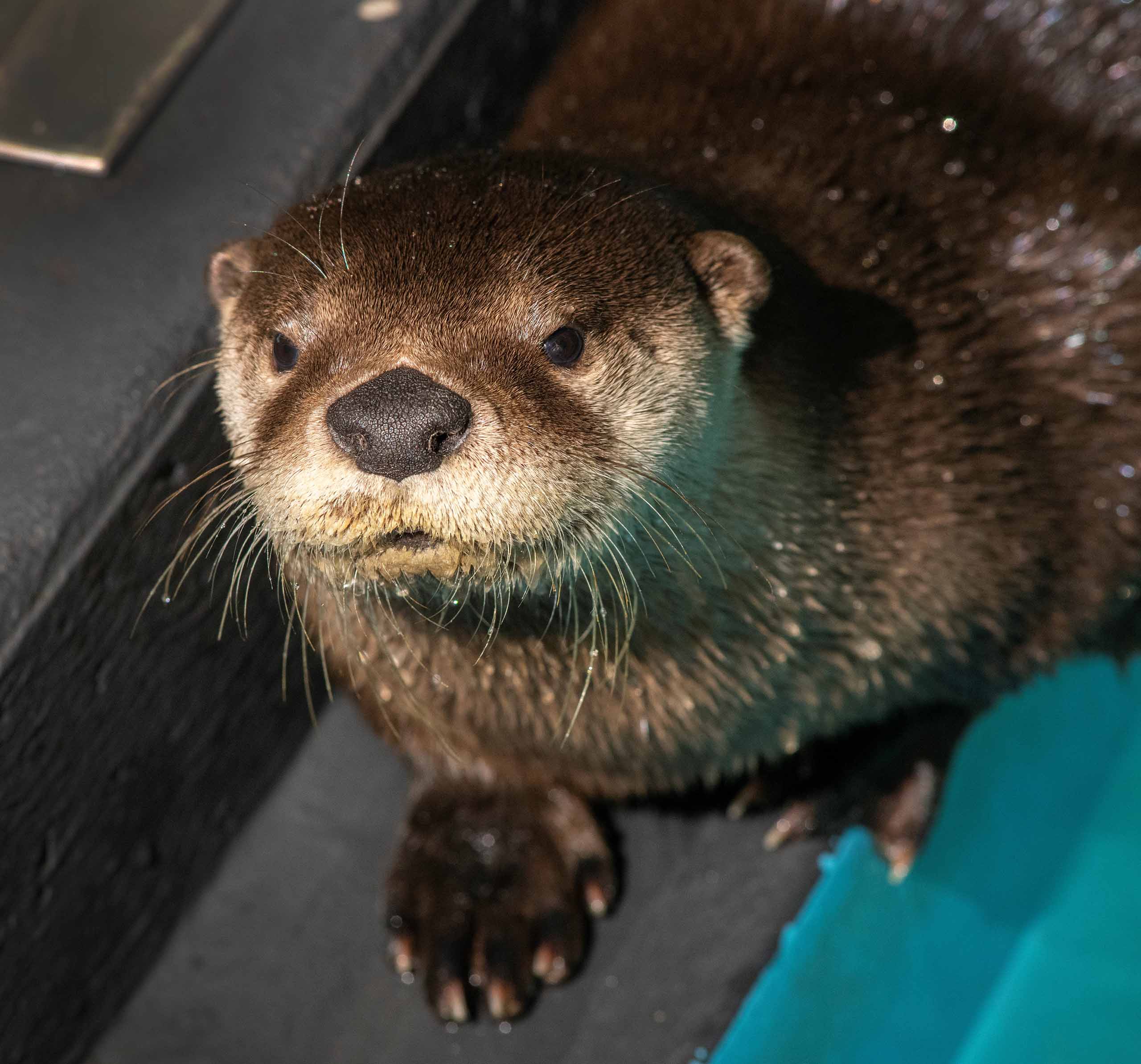 Closeup of Otter's face