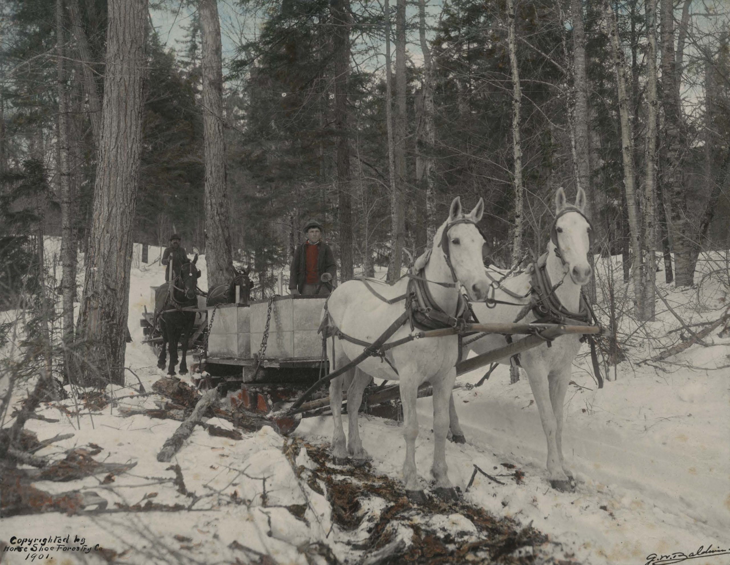 Workers on horse drawn sleigh for maple sap collection