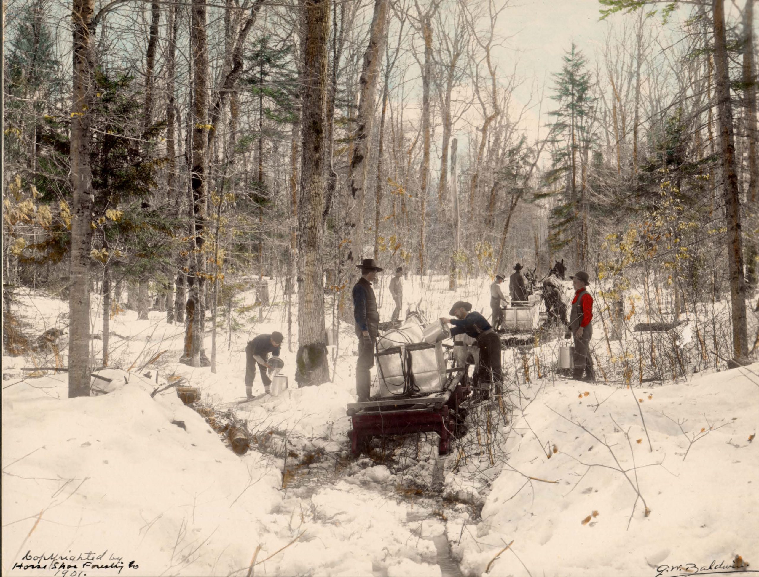 1901 Photograph of workers collecting sap from collection buckets into drums on horse-drawn sleighs