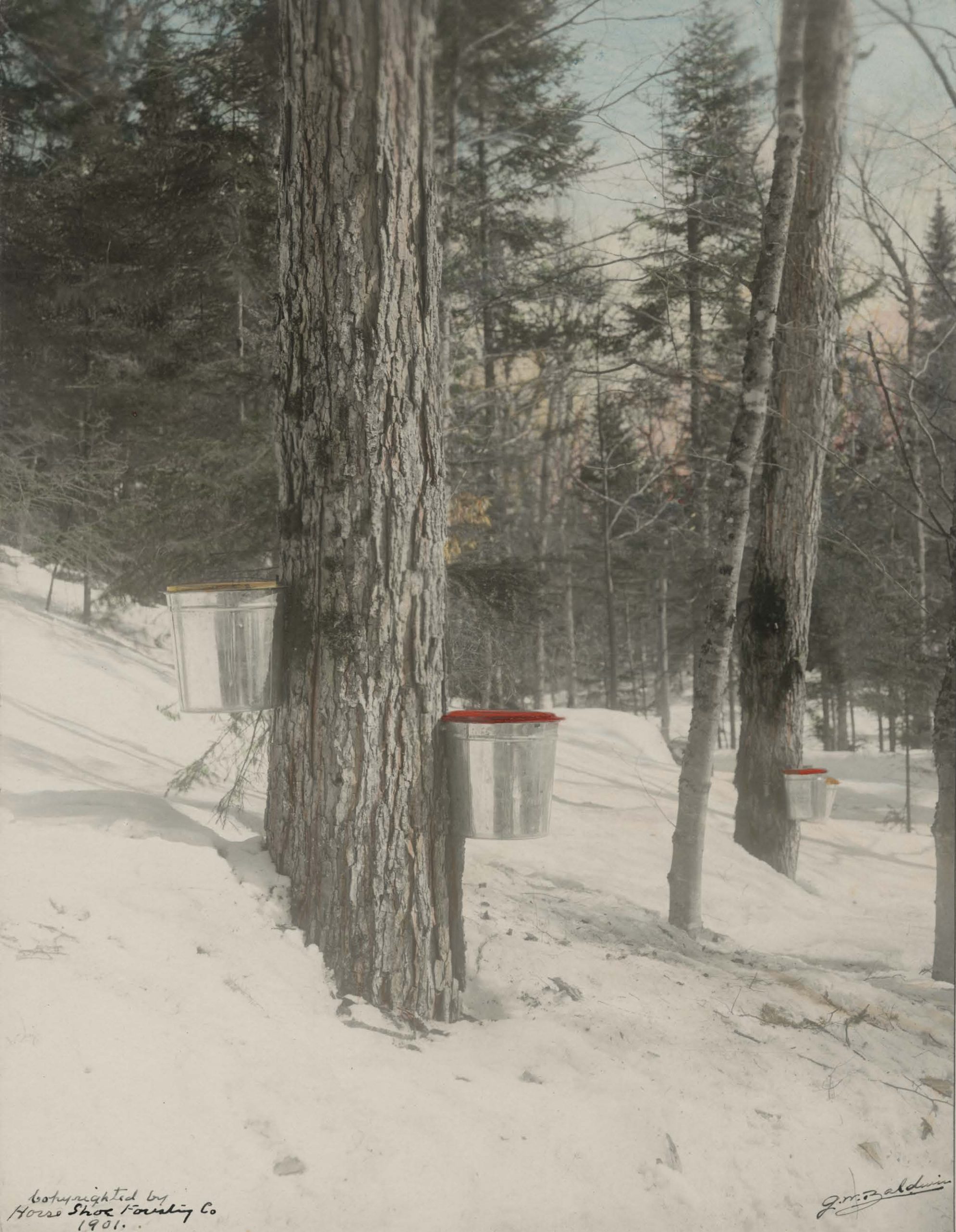 1901 photograph of sap collection buckets attached to maple trees
