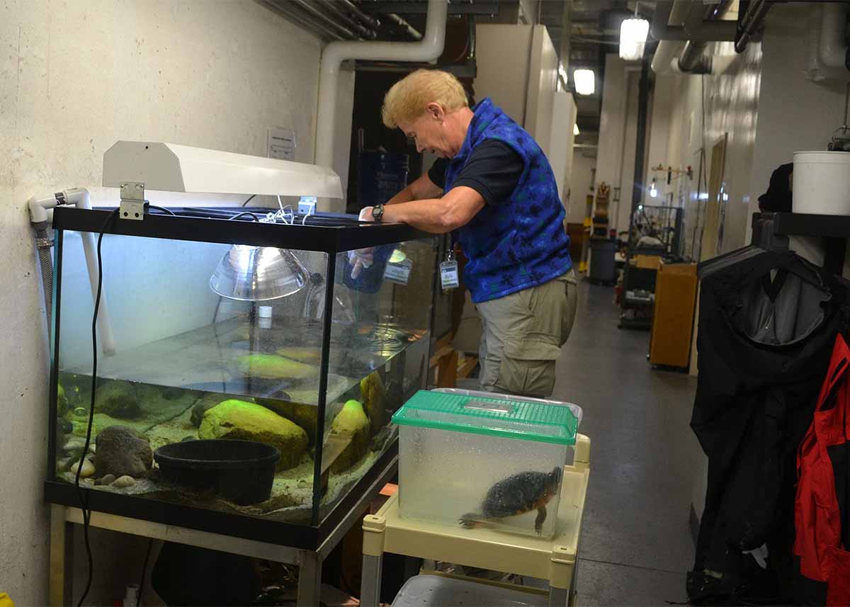 Woman cleaning turtle tank with turtle in temporary container in foreground