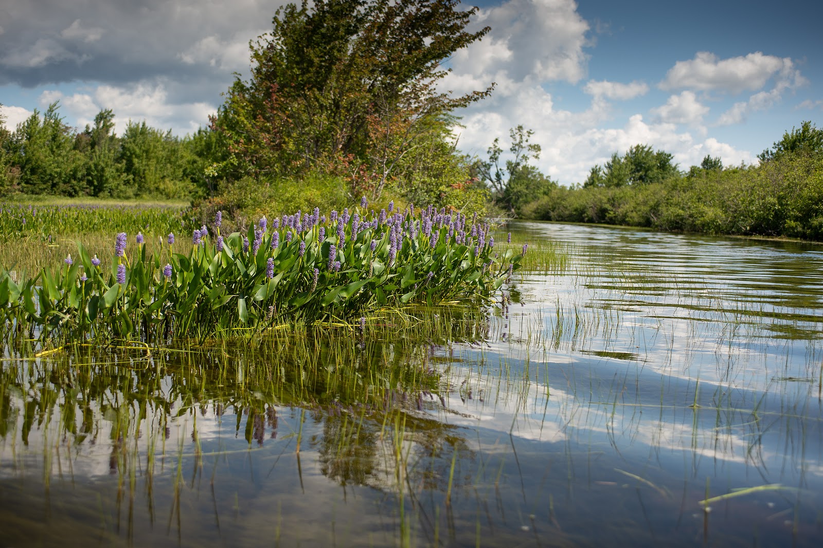 Adirondack Water Week