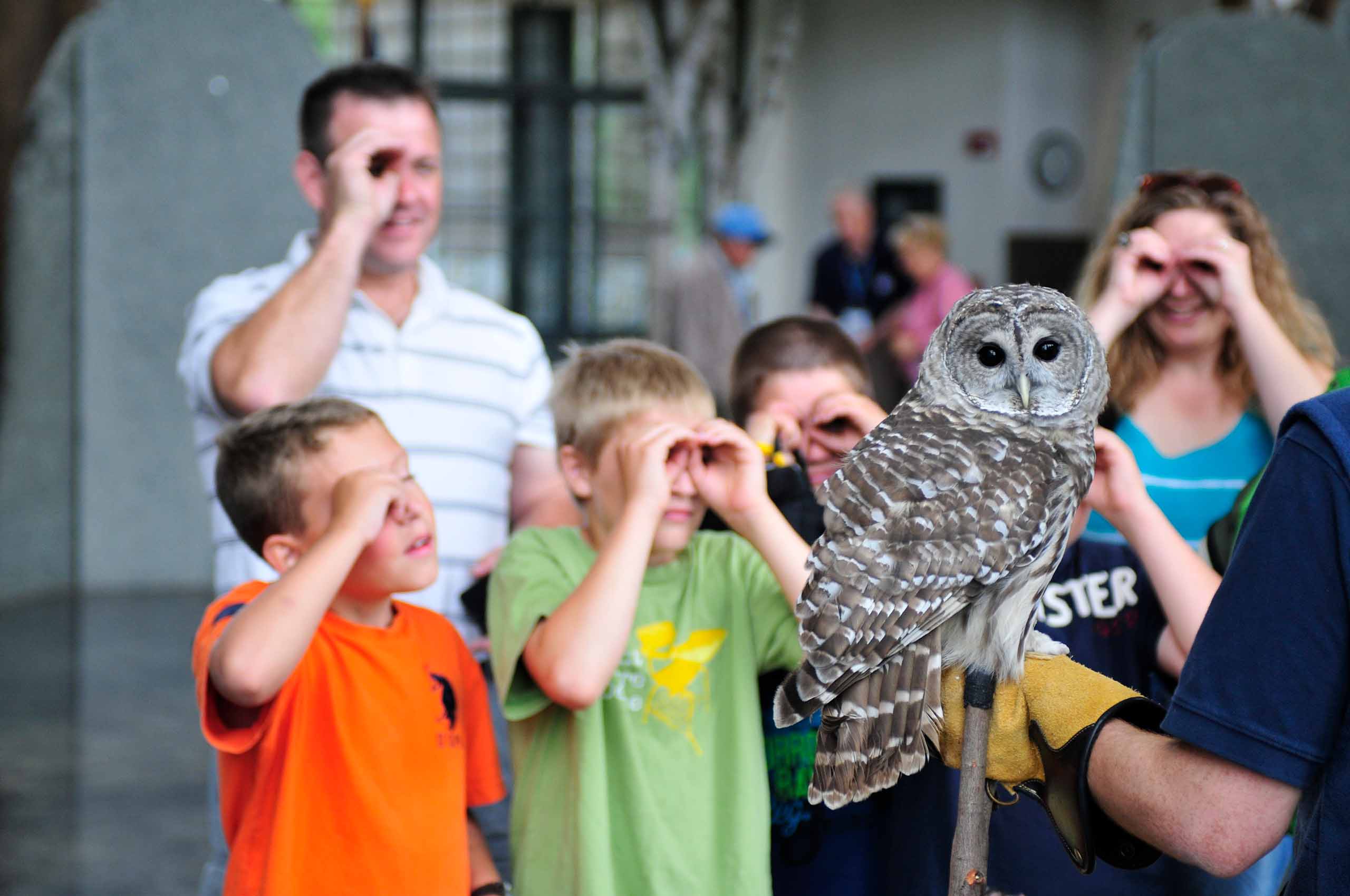 Owl looking at camera as Wild Center visitors observe with hands cupped over eyes