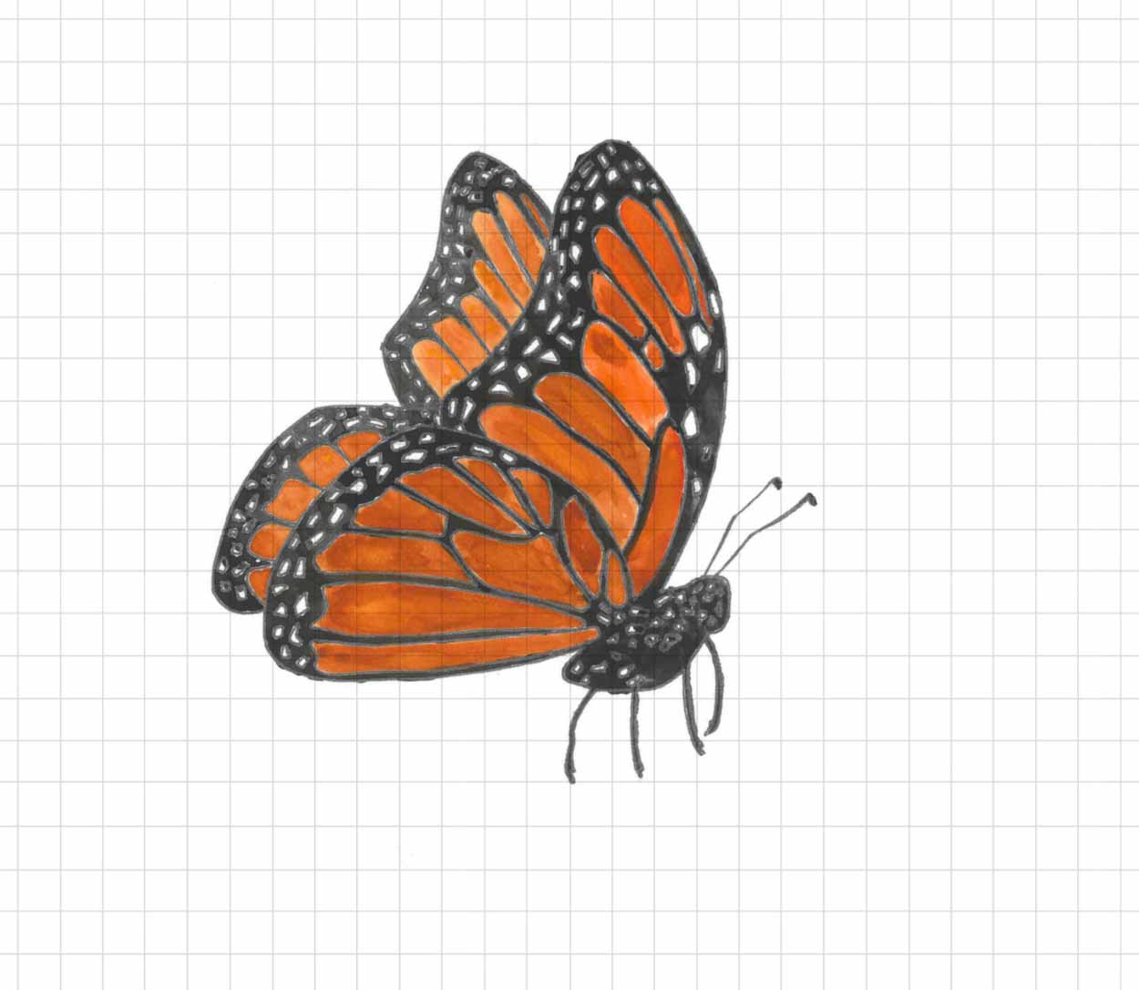 Illustration of monarch butterfly