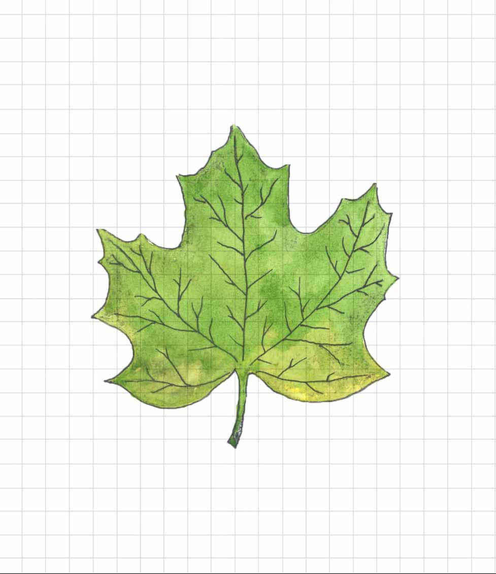 Leaf illustration