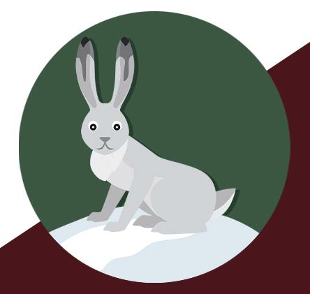 Snowshoe hare illustration