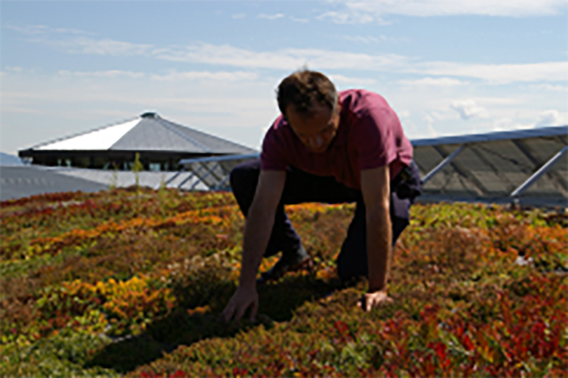 Man tending to plants on green roof