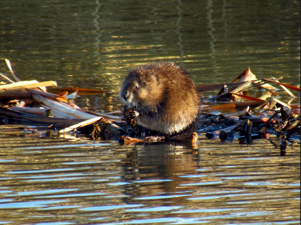 Beaver building dam