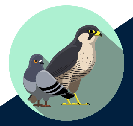 Falcon and pigeon illustration