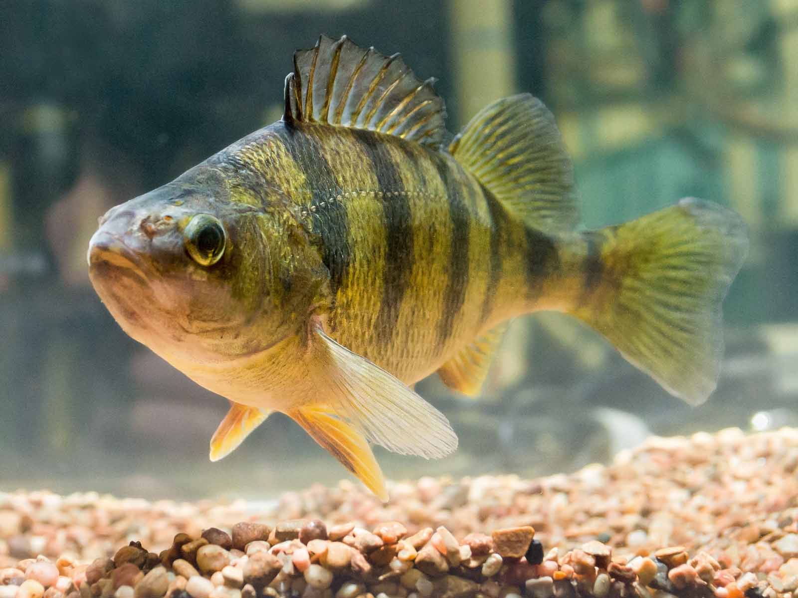 Closeup of fish in aquarium.