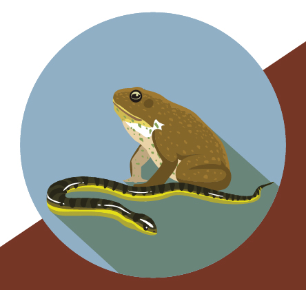 Frog and snake illustration