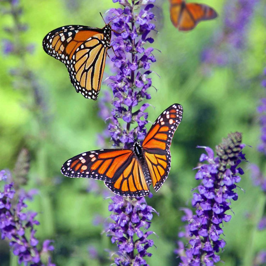 Monarch butterflies landing on flowers