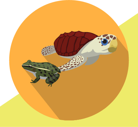 Frog and turtle illustration