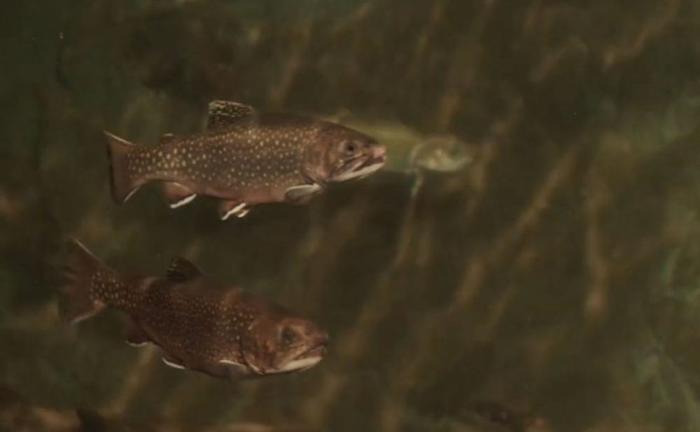 Several trout in water