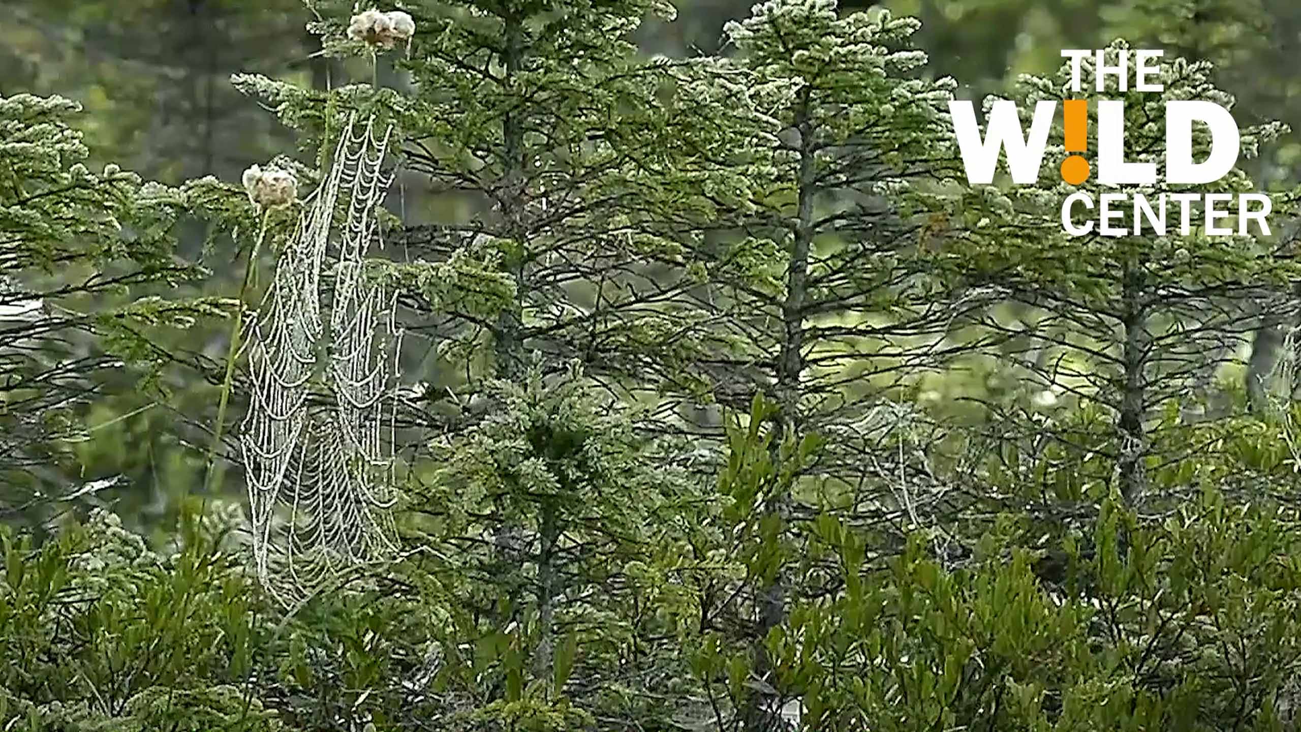 Forest scene featuring large spider-web spun between tree branches