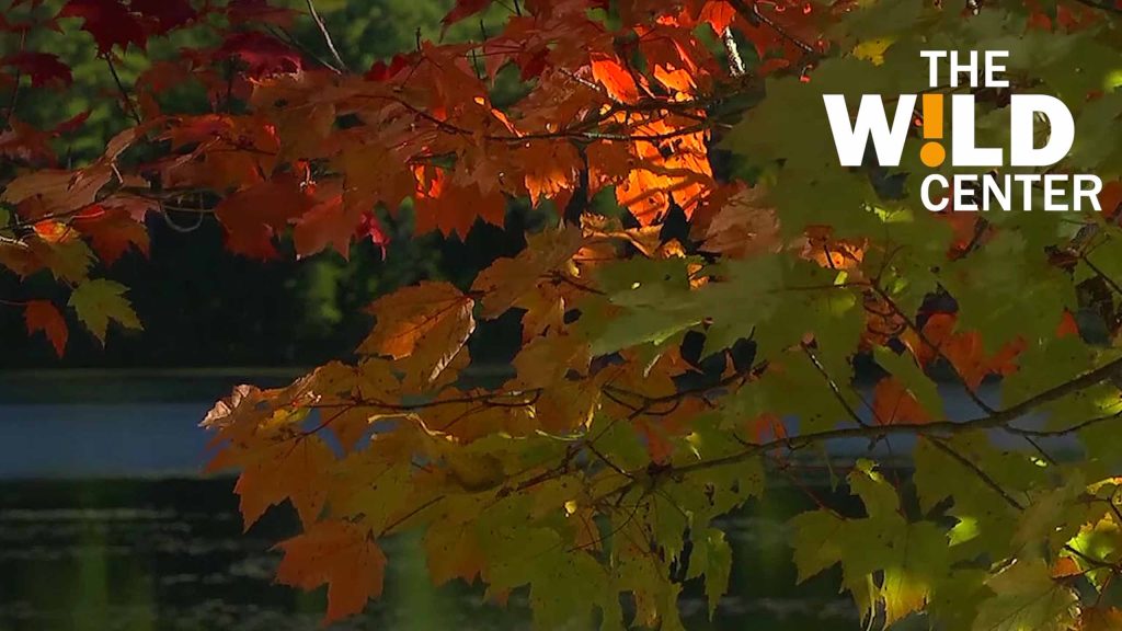 Closeup of tree branches with half the leaves turned to autumnal orange