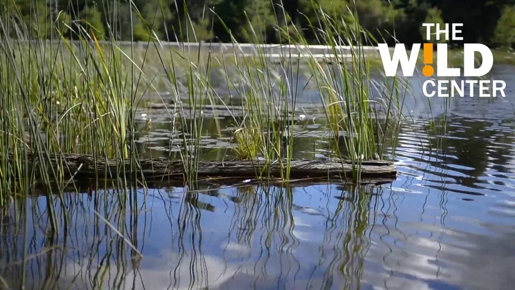 Grass growing in river water