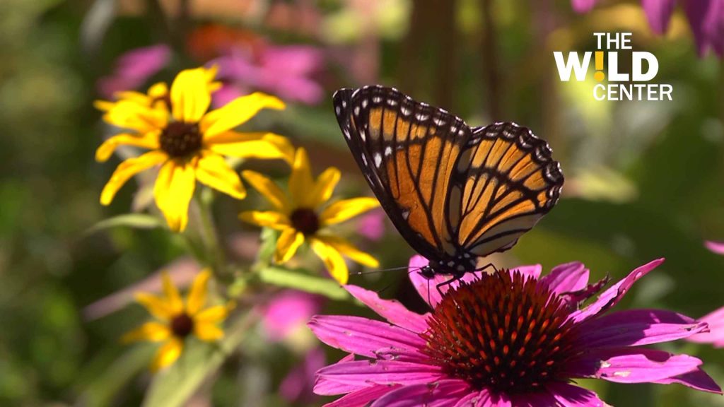 Butterfly pollinating flower