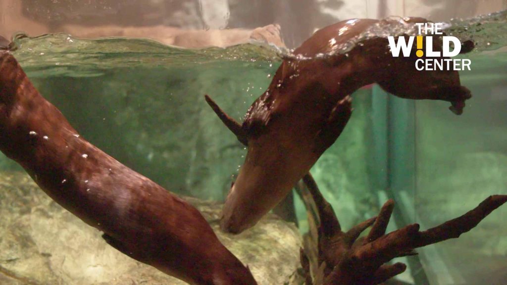 Otters playing in tank