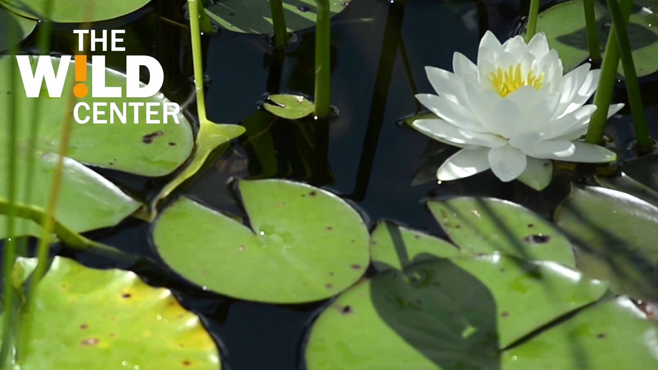 Lily pads on water with one blooming