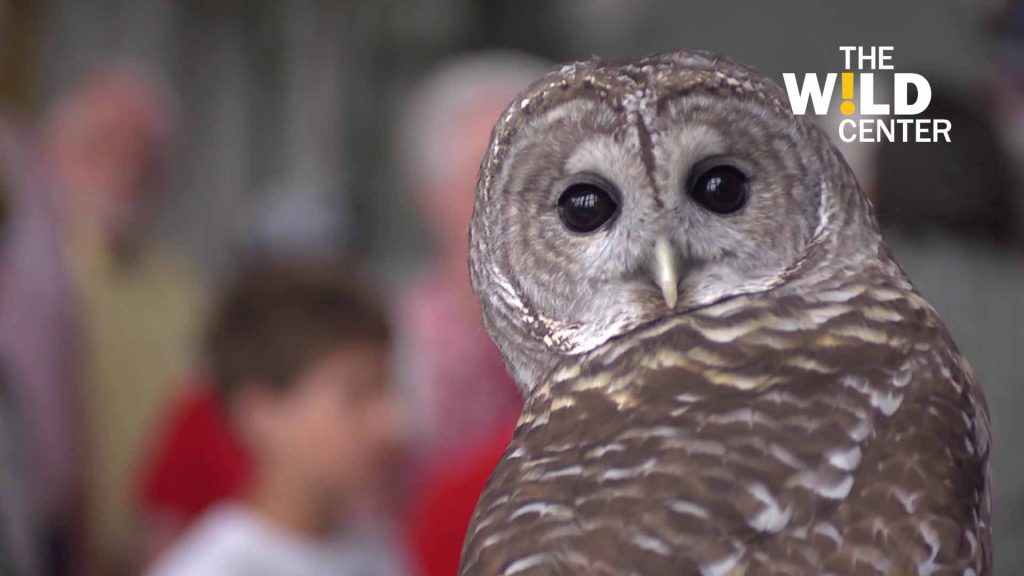 Owl looking back at camera