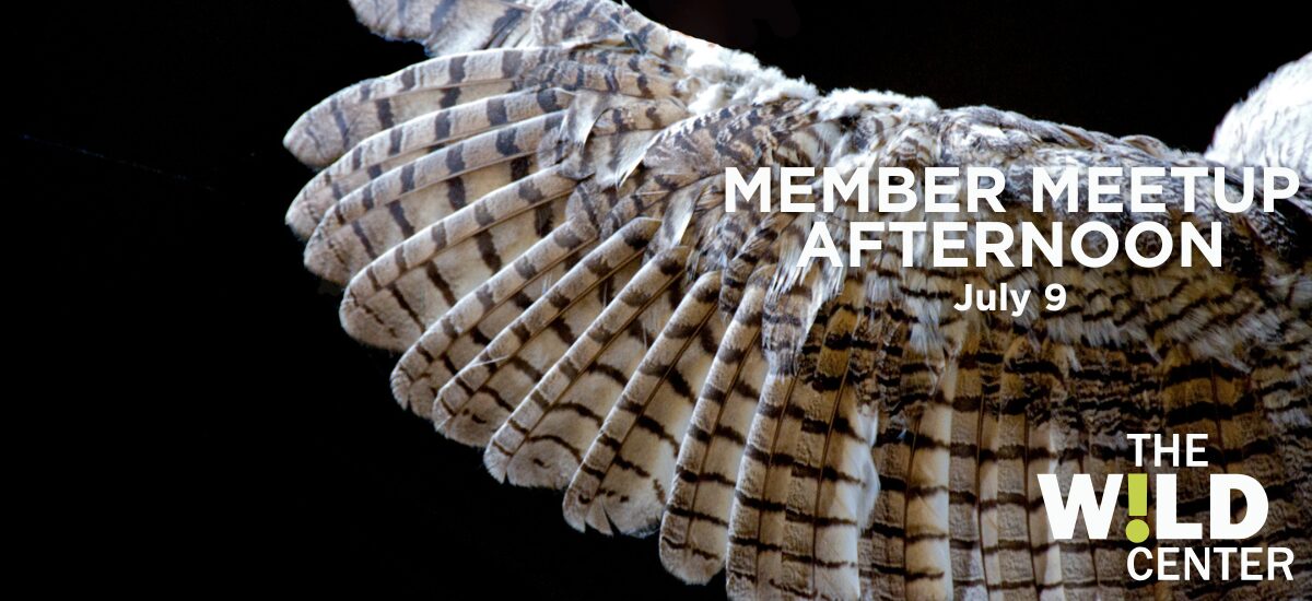Member Meetup Afternoons: Creature Feature Creativity