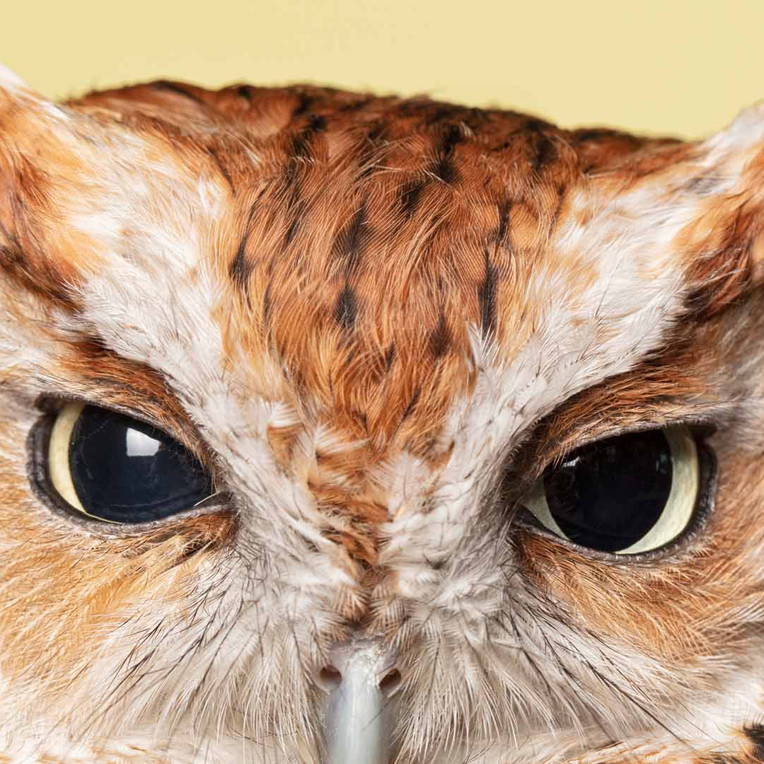 Closeup of owl face