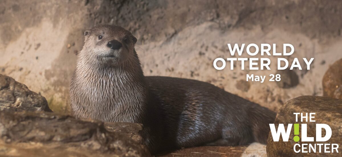 World Otter Day