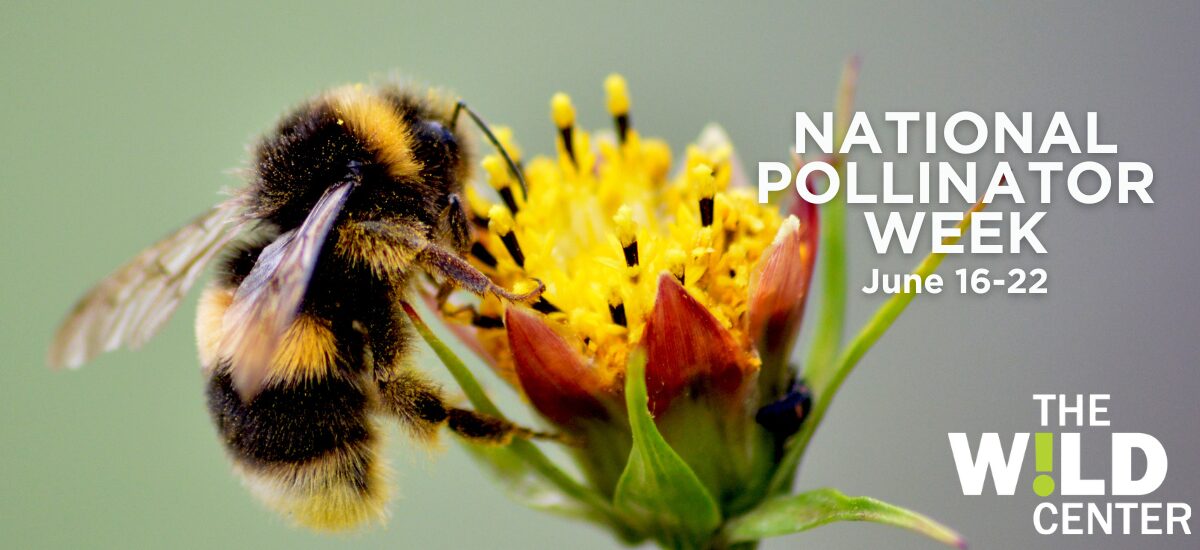National Pollinator Week