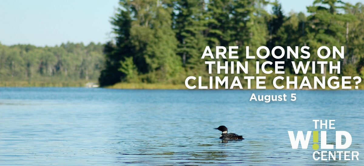 Science Speaker Series: Are Loons on Thin Ice with Climate Change? with the Adirondack Center for Loon Conservation