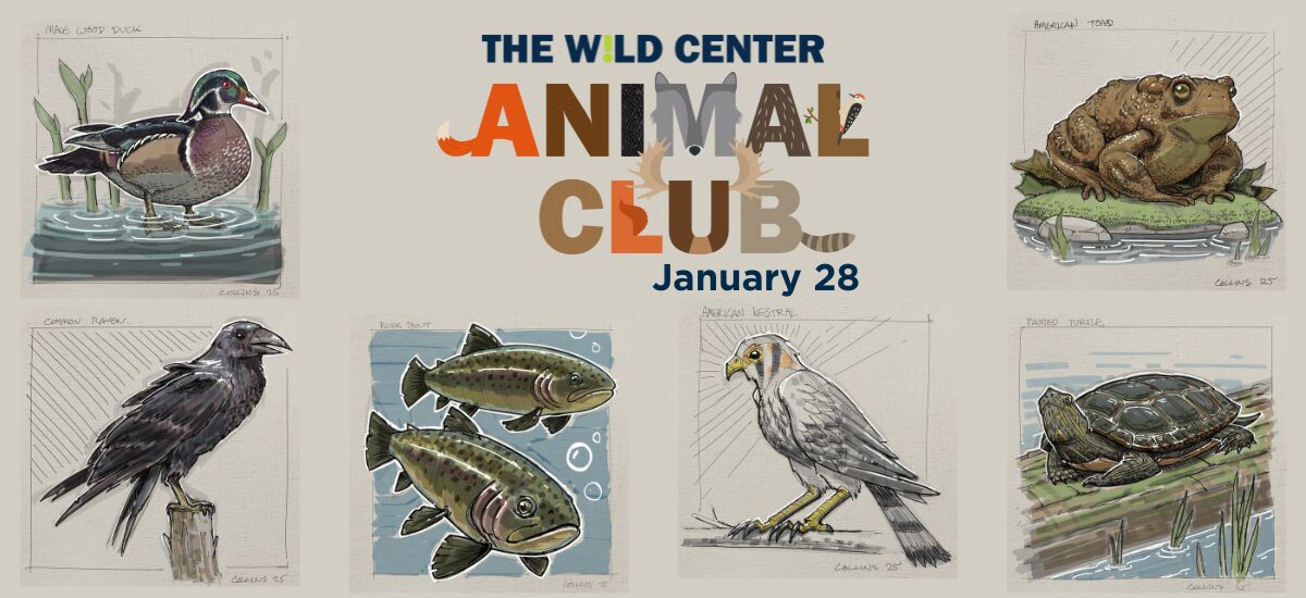 Animal Club