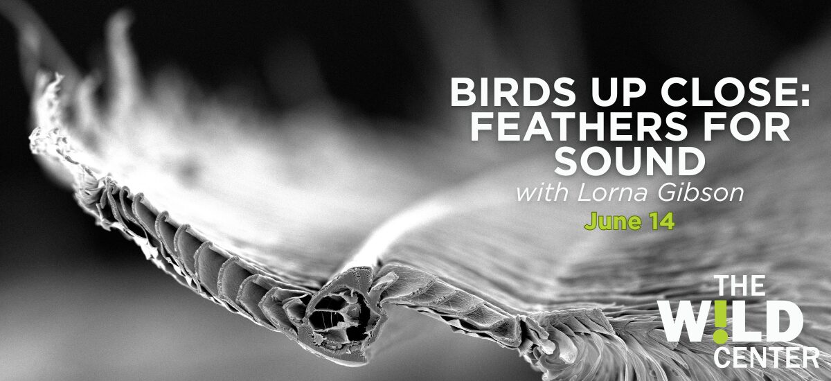 Birds Up Close: Feathers for Sound with Lorna Gibson