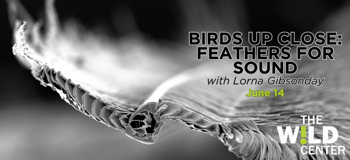 Birds Up Close: Feathers for Sound with Lorna Gibson
