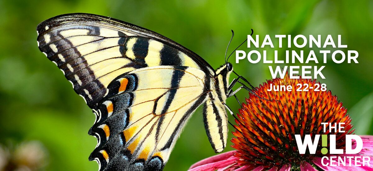 National Pollinator Week